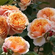Розы Парфюм д Орлеанс