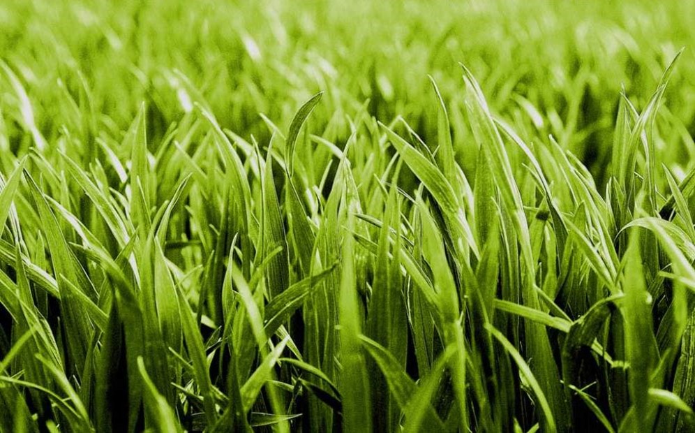 Красный газон натуральный. Овсяница газон. Наша трава. Китайская зеленая трава. Газон текстура бесшовная.