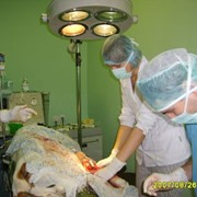 Скорая ветеринарная помощь фото