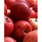 Яблоки свежие, продажа, Украина фотография