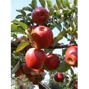Яблоки калибр 5+, 6+, 6,5+ фото