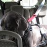 Устройство для безопасной фиксации собак в автомобиле фото