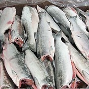 Рыба свежемороженая оптом в Казахстане фотография