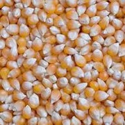 Кукуруза зерно оптом фото