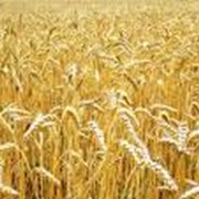 Пшеница екотоп Украина