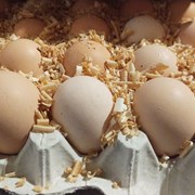 Інкубаційні яйця бройлера Кобб 500 из Европы фотография