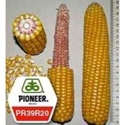Семена гибрида кукурузы ПР39Р20 / PR39R20 ФАО 290 фото