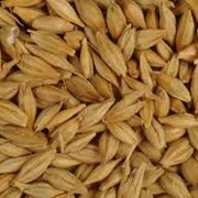 Посевные семена зерновых культур. Зерно пшеницы, овса, ячменя озимого и ярового высокого качества по доступным ценам Херсон, Херсонская область.