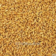 Фермерське господарство продає фуражну пшеницю