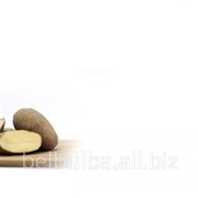 Семенной картофель Рагнеда Элита фотография