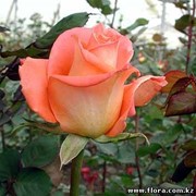 Роза Exotica фото