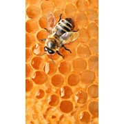 Продажа мёда оптом и в розницу фото