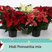 Пуансеттия (молочай красивейший) микс -- Euphorbia pulcherrima mixed