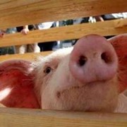 Ароматизаторы-подсластители в корма для свиней, КРС,птицы фото