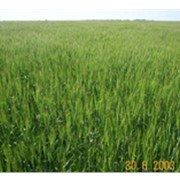 Семена озимой пшеницы “Московская 39“ фото