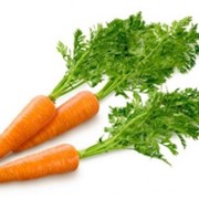 Морковь животворная