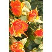 Роза миниатюрная Колибри