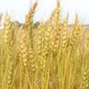 Пшеница продажа, опт, Украина фото