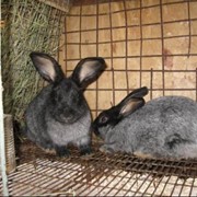 Продаю чистокровных кроликов мясных пород фото