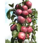 Яблоня Белорусское сладкое фото