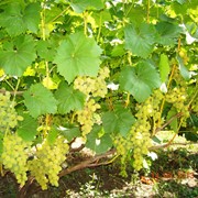 Саженцы винограда ранних сортов Августин (Плевен к/у) фото