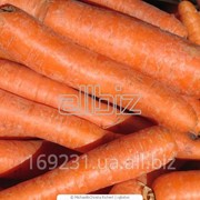 Морковь Абако, Санта Круз, Шантане, Нантская фото