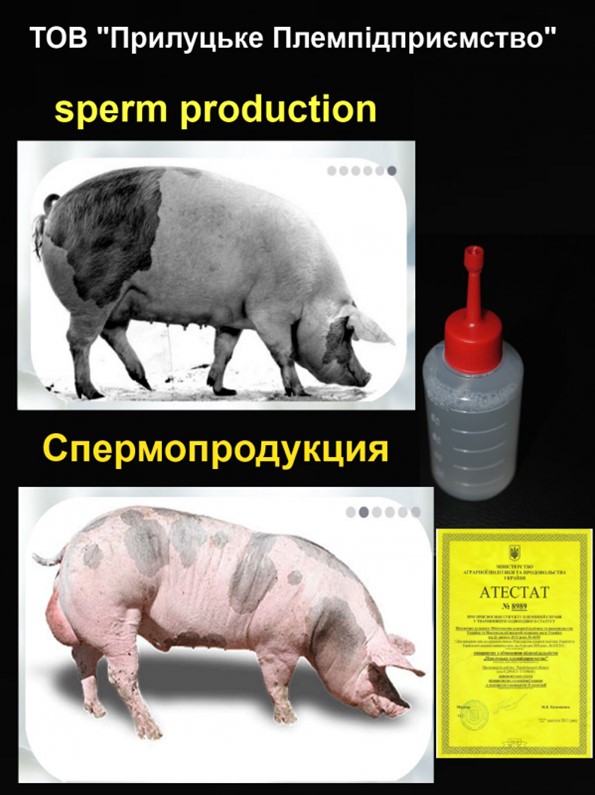 Купить Семя Хряка В Ставропольском Крае