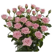 Срезанный цветок Роза кустовая Odilia фото