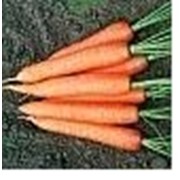 Семена моркови Тинга фото