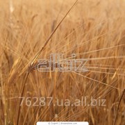 Зерновые