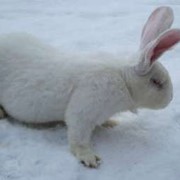 Элитные кролики породы Белый великан. фото