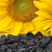 Seminte de floarea soarelui spre Export din Moldova фотография