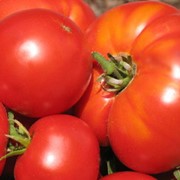 Помидоры, Выращивание и продажа плодоовощных культур: морковь, помидоры, кабачки и проч. Также, саженцы яблонь.