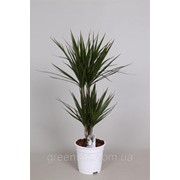 Драцена маргината -- Dracaena marginata фото
