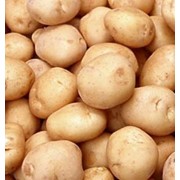 Семенное хозяйство реализует картофель элитных сортов Ариэль фото