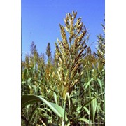 Семена Суданской травы - ПР3, ЭС, РС1