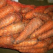 Морковь сорт Абако фото