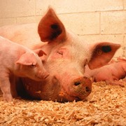 Выращивание и разведение свиней. фото