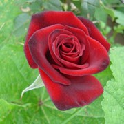 Розы красные фото