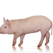 Комбикорм СК 3 суперстарт для свиней