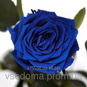 Долгосвежая роза Синий Сапфир в подарочной упаковке