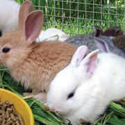 Комбикорма для отсаженного молодняка кроликов (с травяной мукой) фото