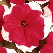 Семена цветов петунии Дримз F1 1000 шт.драже красный пикоте фотография