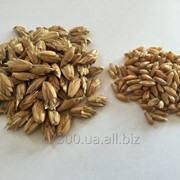 Пшеница Спельта