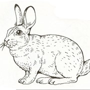 Полнорационный комбикорм для кроликов фото