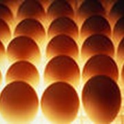 Яйцо куриное 1 категории фото