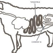 Черева бараньи (черева баранья, кишки, оболочка натуральная баранья) фотография