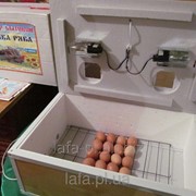 Инкубатор Курочка Ряба ИБ-80 с автоматическим переворотом яиц фотография