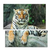 Картина Азиатский тигр фото