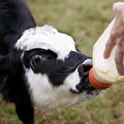 Кормовая добавка Силак-Т заменитель молока для телят